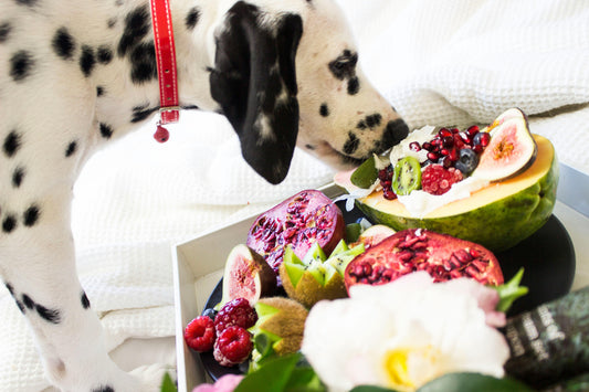 Alimentação Saudável para Cães: O Que Incluir e O Que Evitar